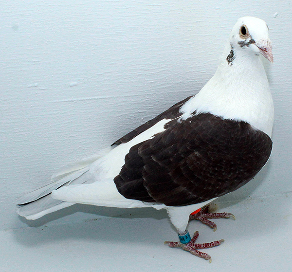 Band: AU 20144 Foys 2025